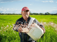 How To Properly Maintain Your Rice Fields And Make Them Profitable