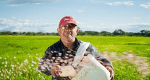 How To Properly Maintain Your Rice Fields And Make Them Profitable