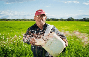 How To Properly Maintain Your Rice Fields And Make Them Profitable