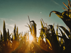6 Ways Farmers Can Easily Increase Yield
