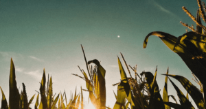 6 Ways Farmers Can Easily Increase Yield