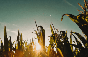 6 Ways Farmers Can Easily Increase Yield