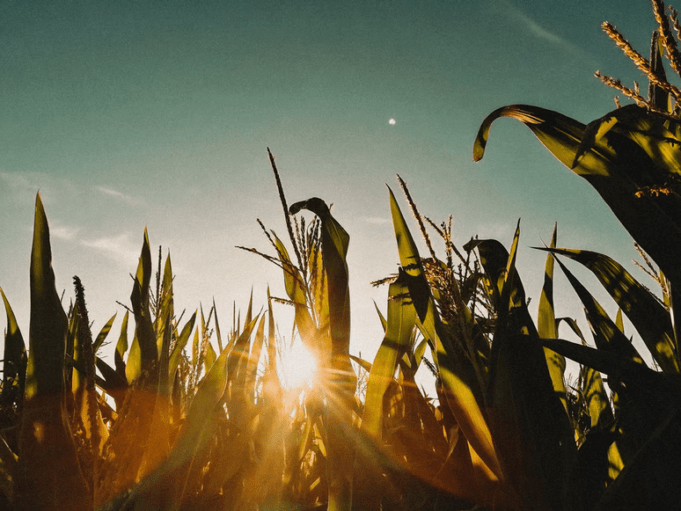 6 Ways Farmers Can Easily Increase Yield