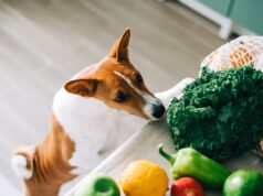 List Of All Vegetables That Dogs Can Eat