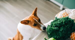 List Of All Vegetables That Dogs Can Eat