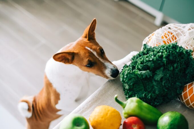 List Of All Vegetables That Dogs Can Eat