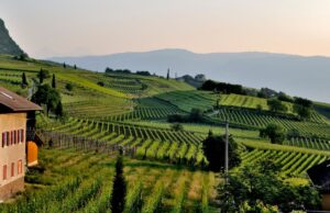 How to Make Money From A Farm? How to Make Money From A Farm