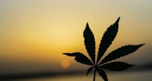 Revealing the Incredible Healing Powers of Marijuana With This Easy Guide